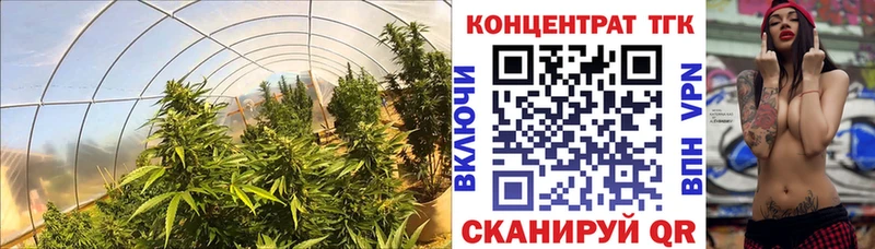 ТГК THC oil  где найти наркотики  гидра рабочий сайт  Курчатов 