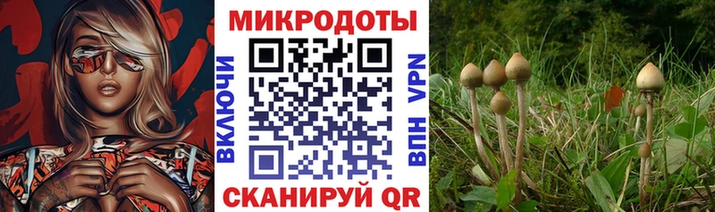 даркнет сайт  Курчатов  Галлюциногенные грибы ЛСД 